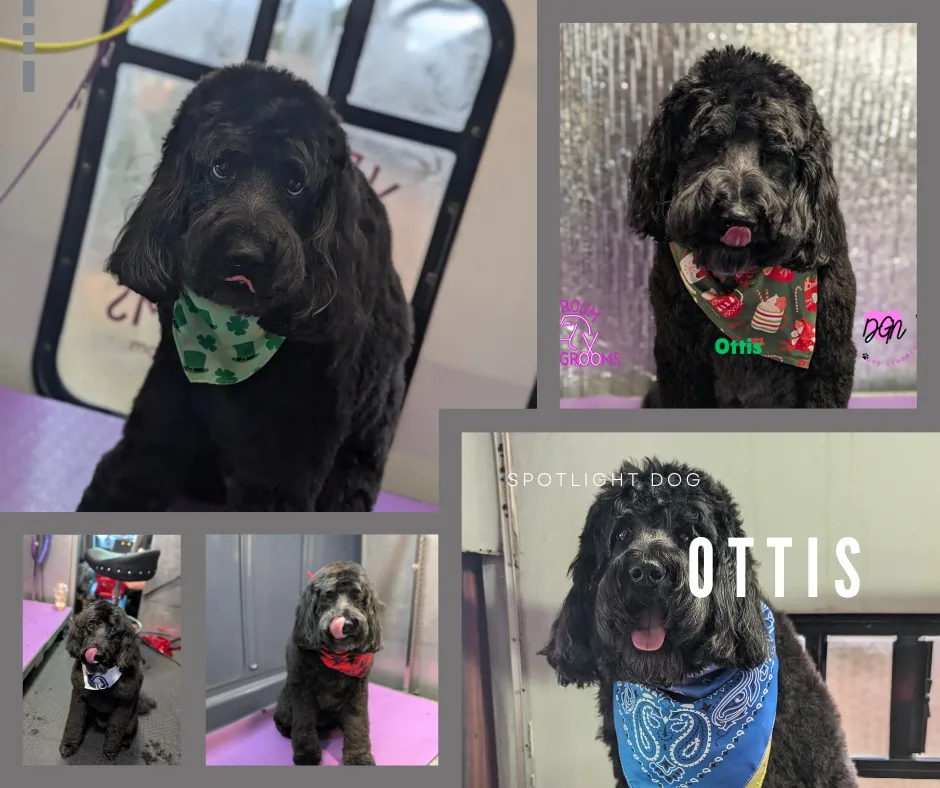 Spotlight Pup: Ottis — The Calm in the Chaos