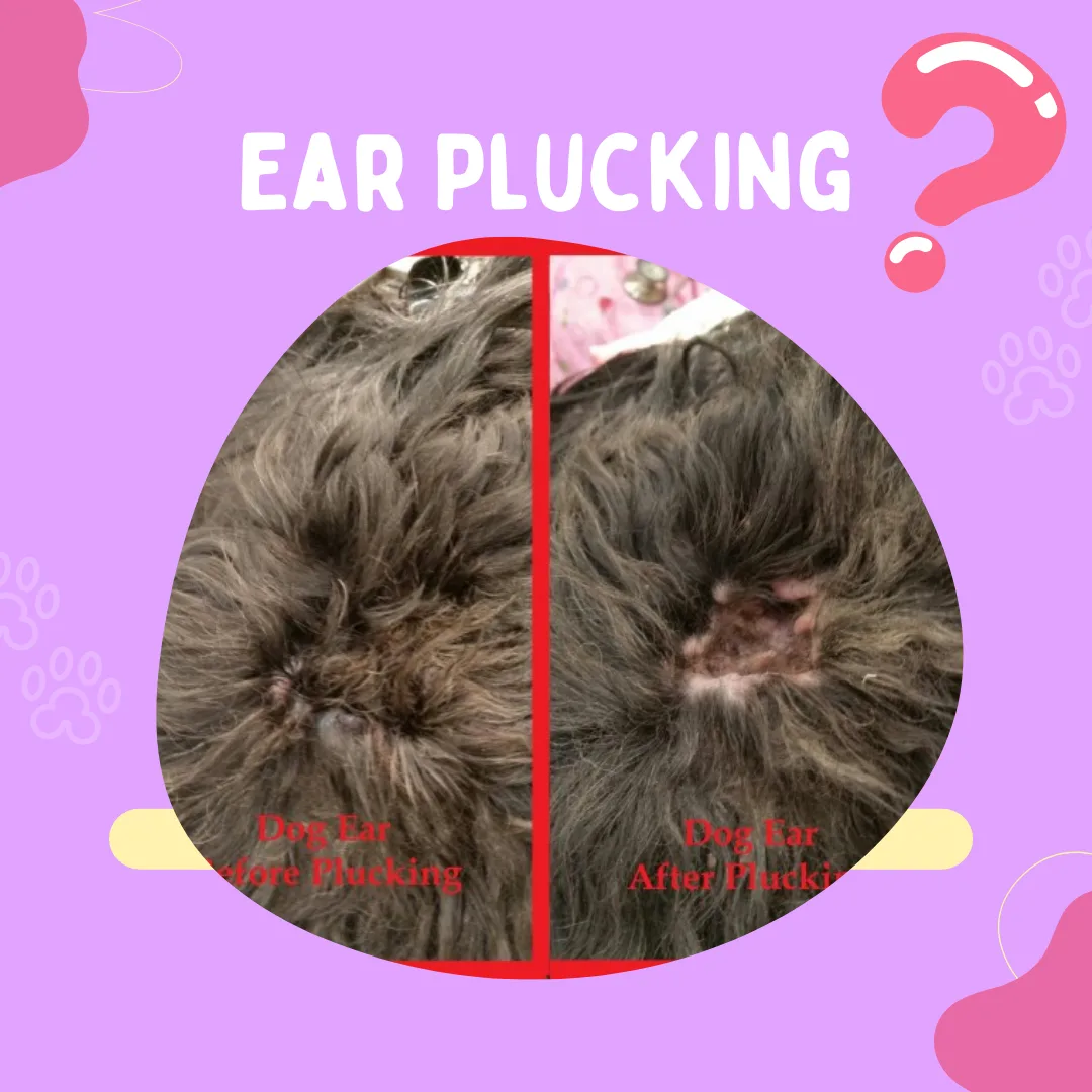 🐾 Understanding Ear Plucking: Why Groomers Do It, When It Helps, and Why Consistency Matters