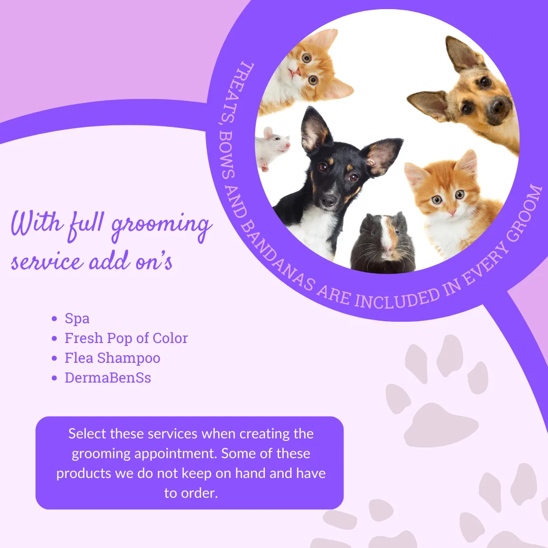 Special Add‑On Services: Extra Care, Extra Comfort, Extra Fun