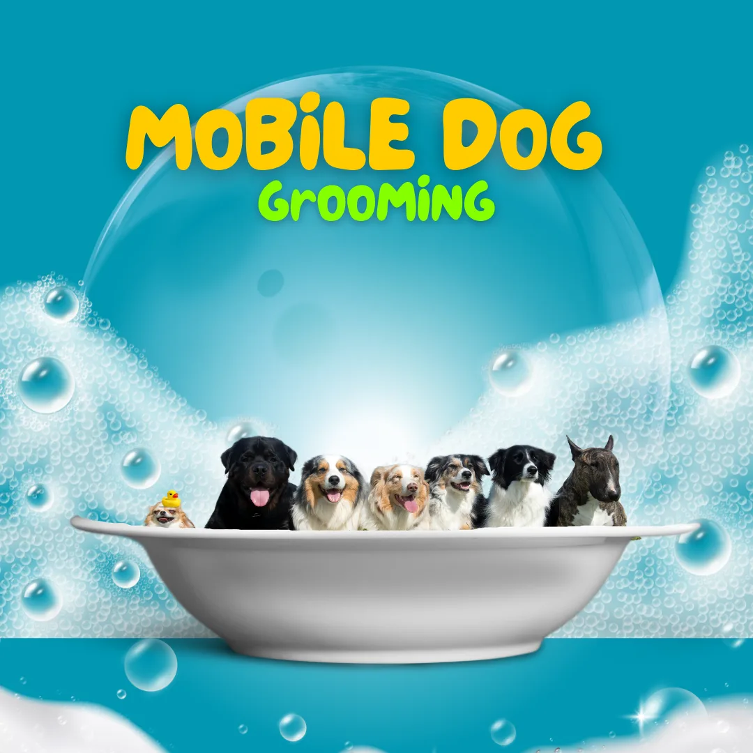 The Heart of Dog Grooming: More Than Just a Haircut