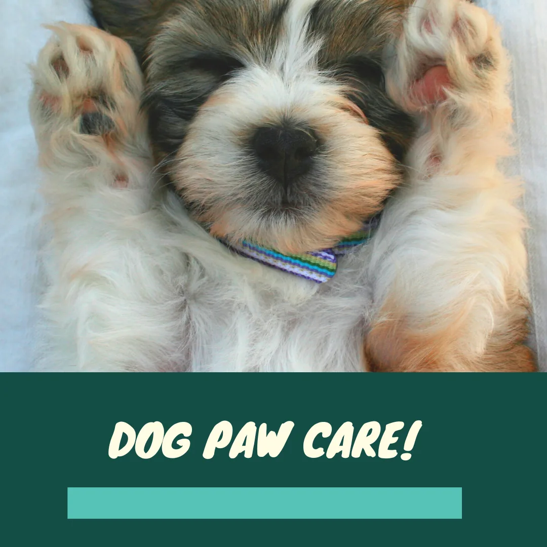 Paw Care: The Foundation of Your Dog’s Comfort and Health