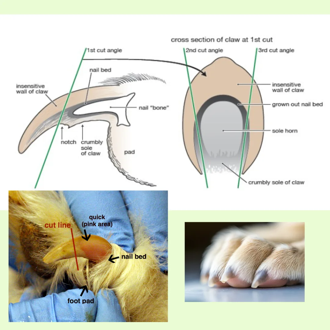 A Closer Look at Your Dog’s Nails: Why They Matter More Than You Think