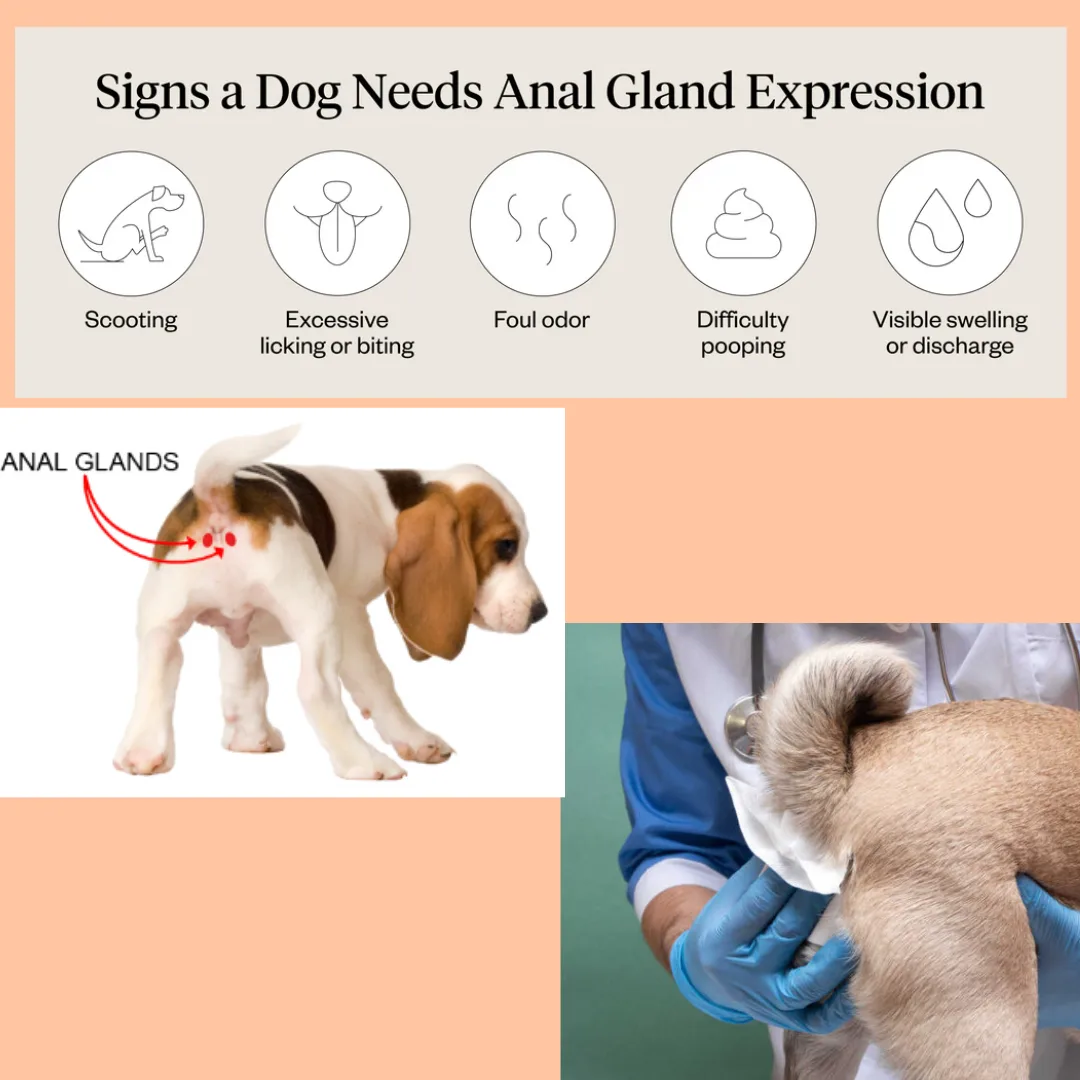 A Closer Look at Your Dog’s Anal Glands