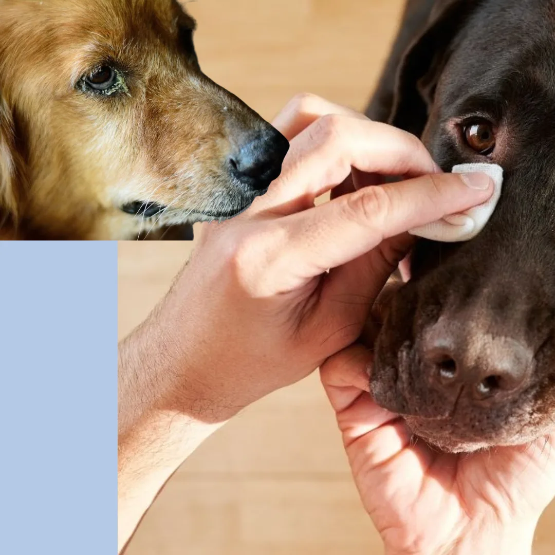 A Closer Look at Dog Eye Boogers & Tear Stains: Why They Happen