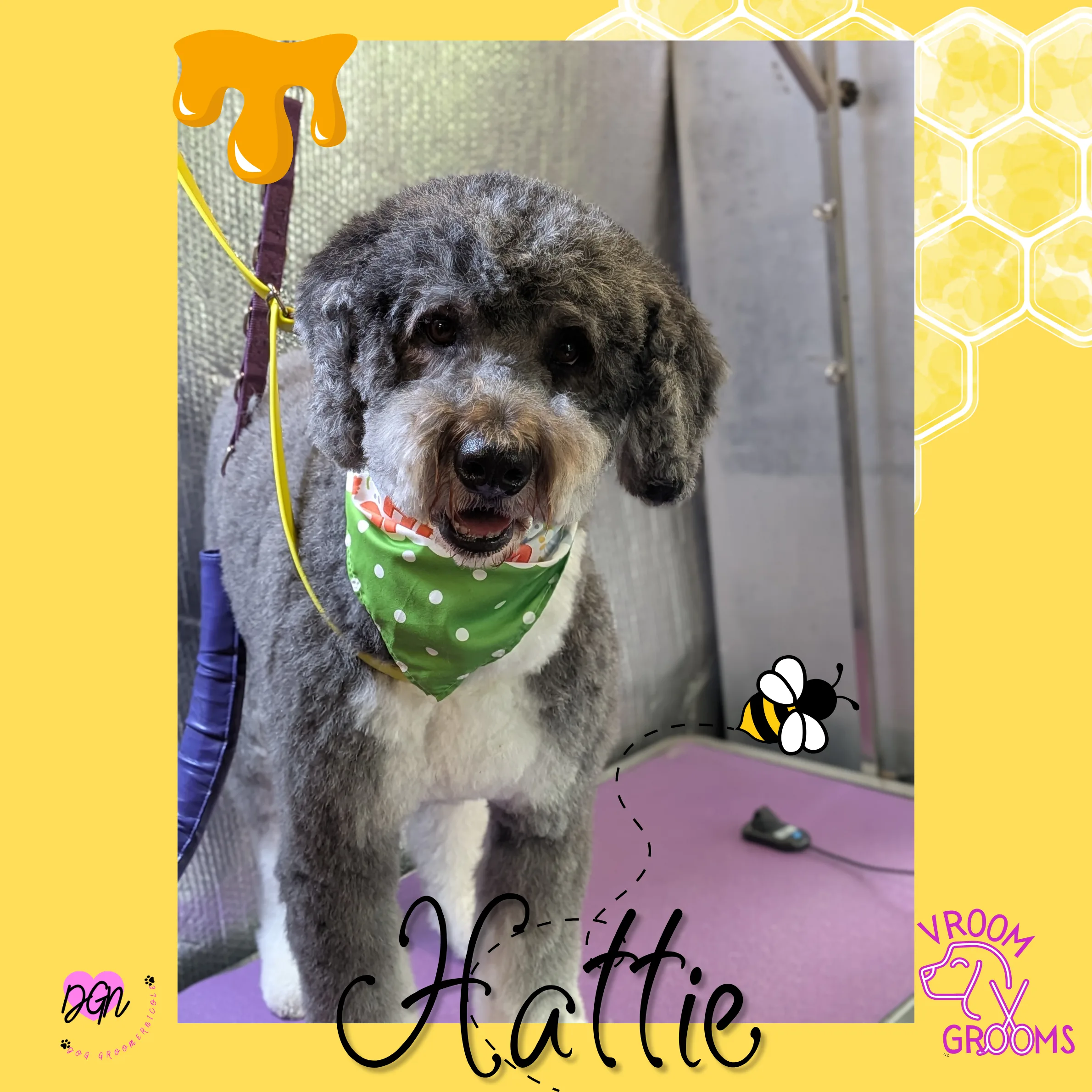 Meet Hattie: A Silly-Sweet Bernedoodle With a Whole Lot of Fluff