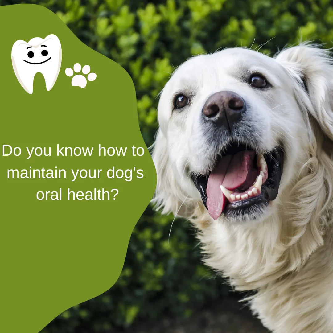 🦷🐾 Caring for Your Dog’s Teeth: Why Dental Hygiene Matters