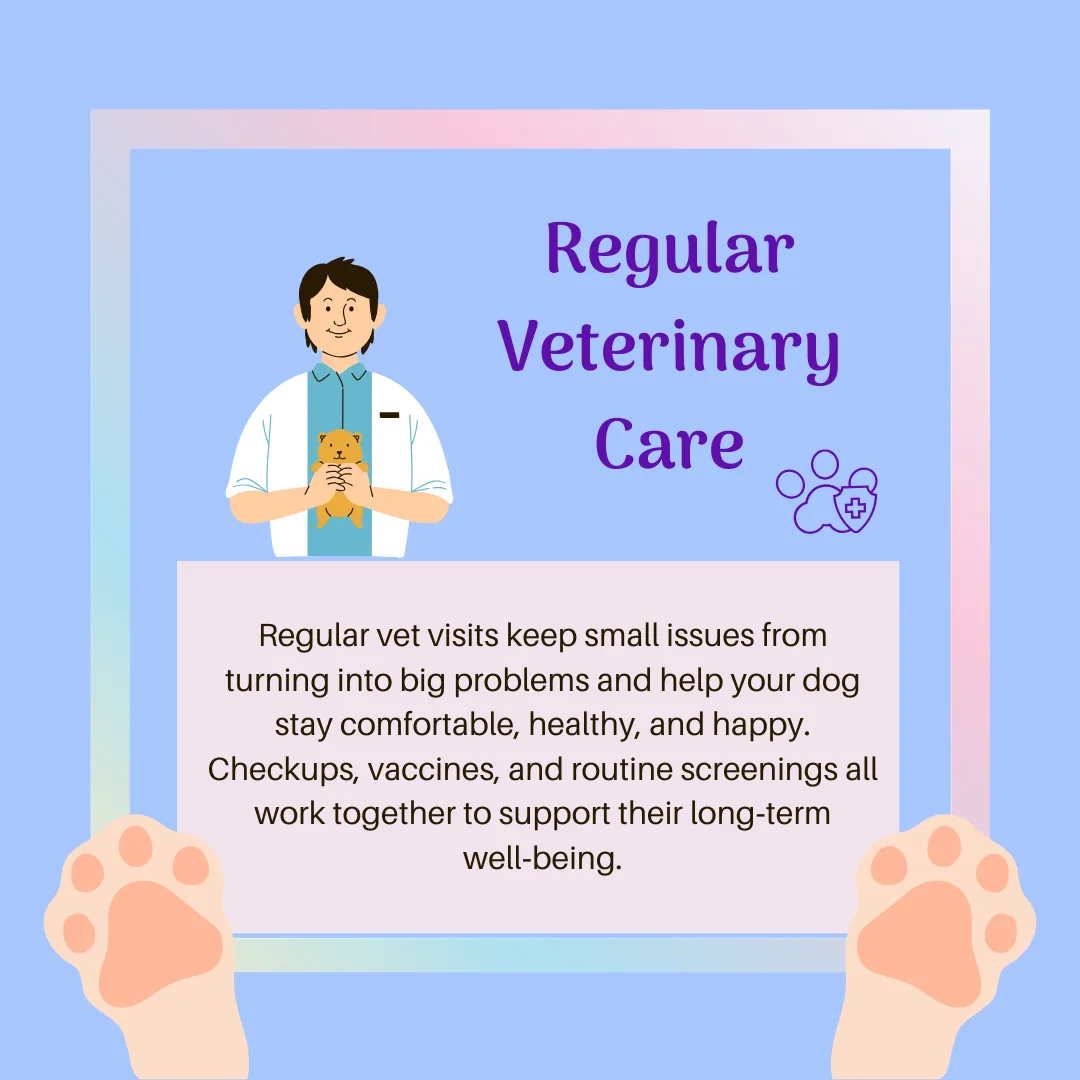 🐾 The Importance of Regular Vet Care for Your Dog