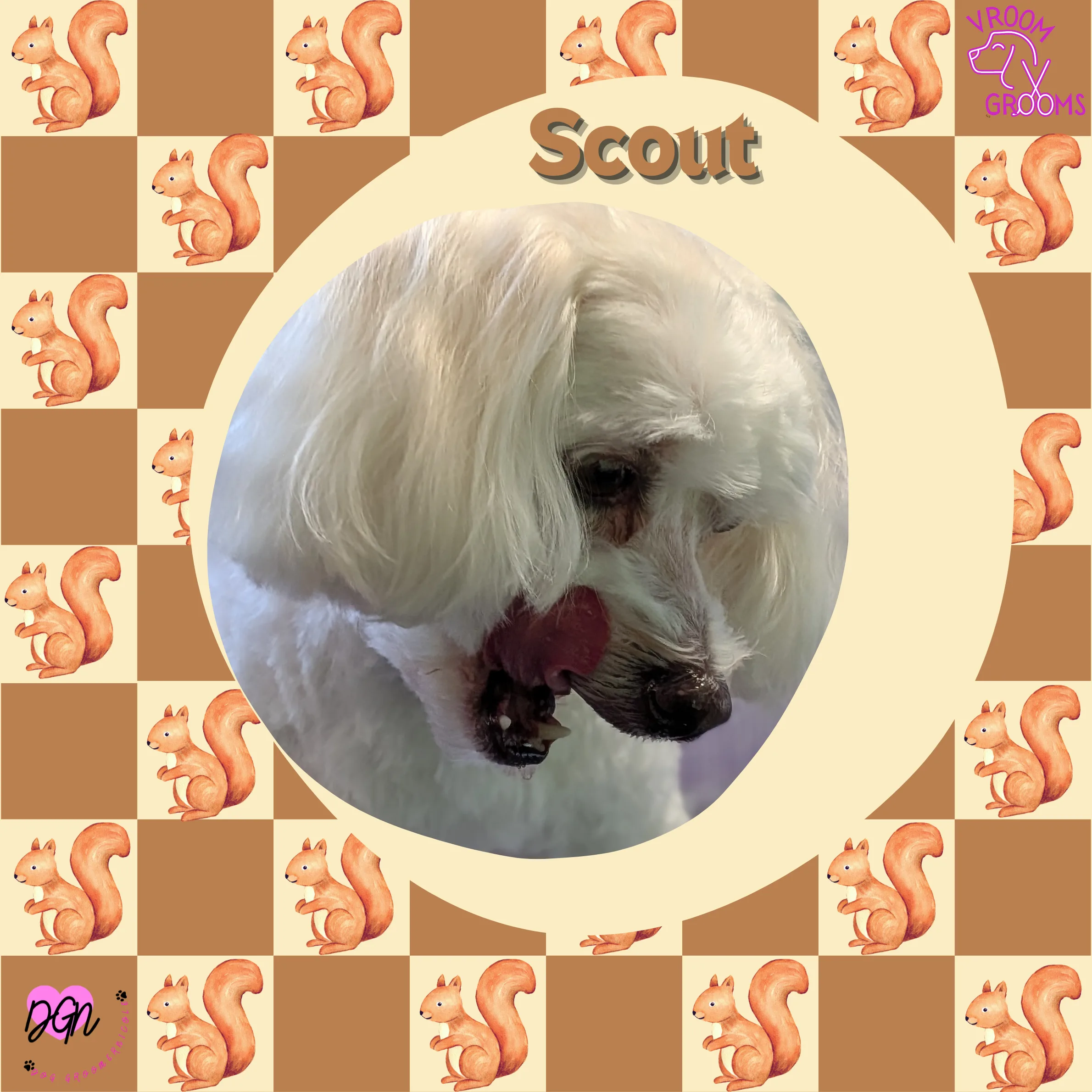 Scout the Bichon Frise mix after a Vroom Grooms grooming session