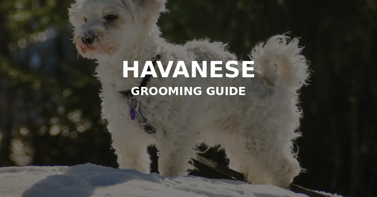 Havanese Grooming: The Cuban Coat Reality