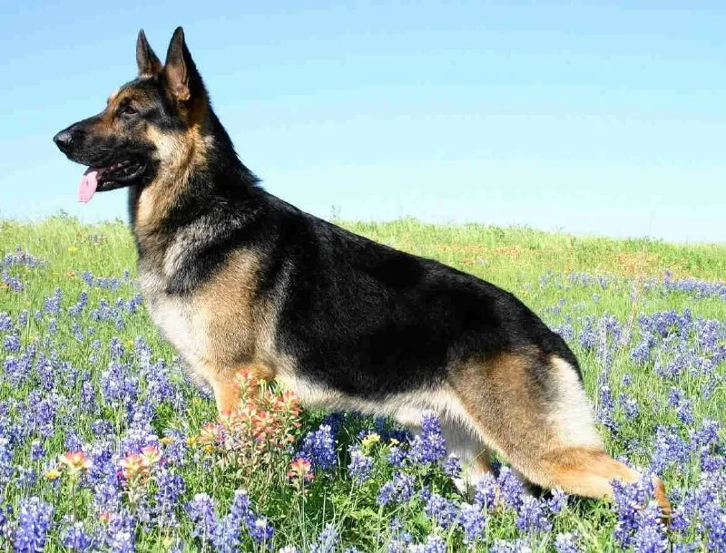 Show-line German Shepherd