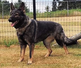 Working-line German Shepherd