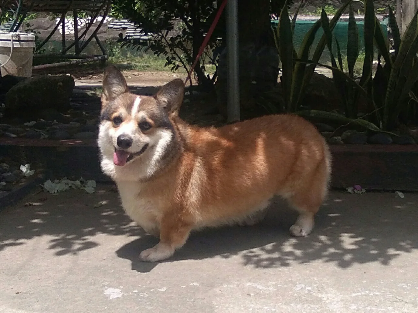 Happy International Corgi Day — What Every Corgi Owner Should Know