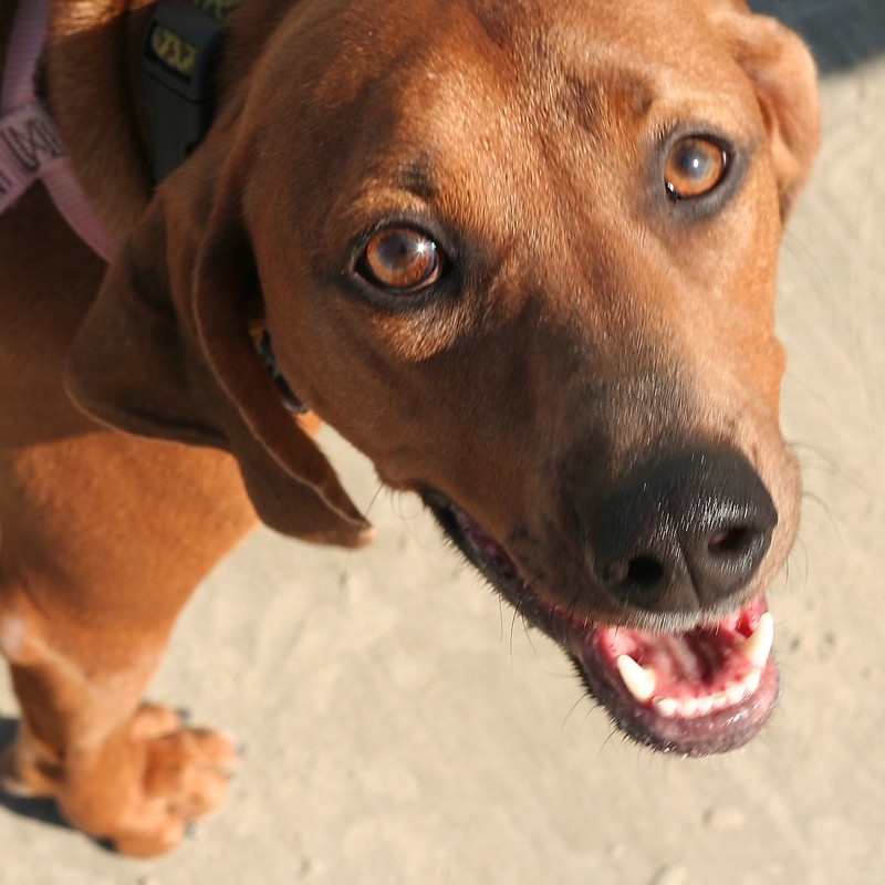Redbone Coonhound side view showing athletic hound build
