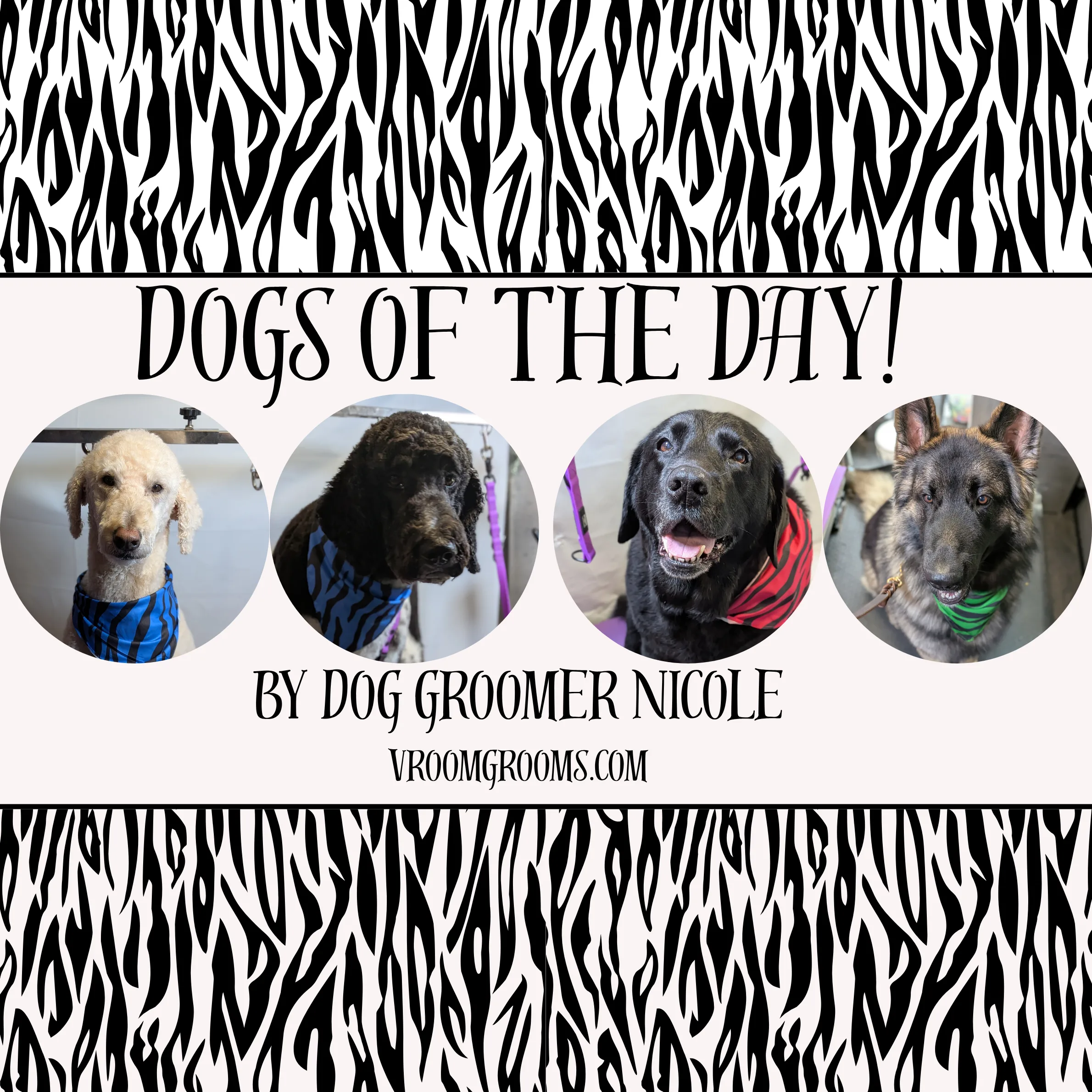 Dogs of the Day: Doodles, a Doll, and a Silly Goose! 🐶✨