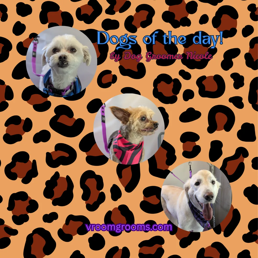 Dogs of the Day: Wednesday, June 24th
