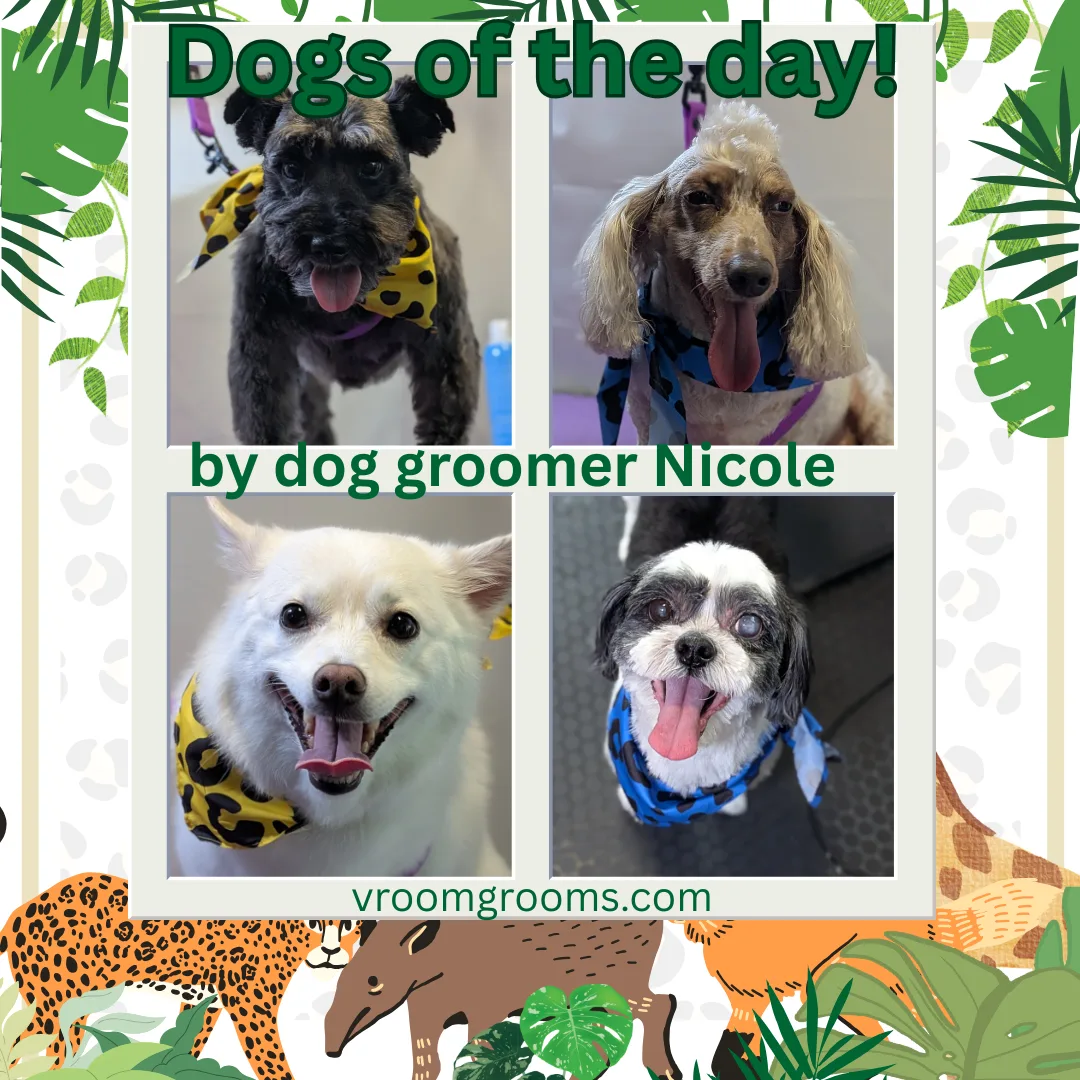 🐾 Dogs of the Day: Friday, June 26th! 🐾