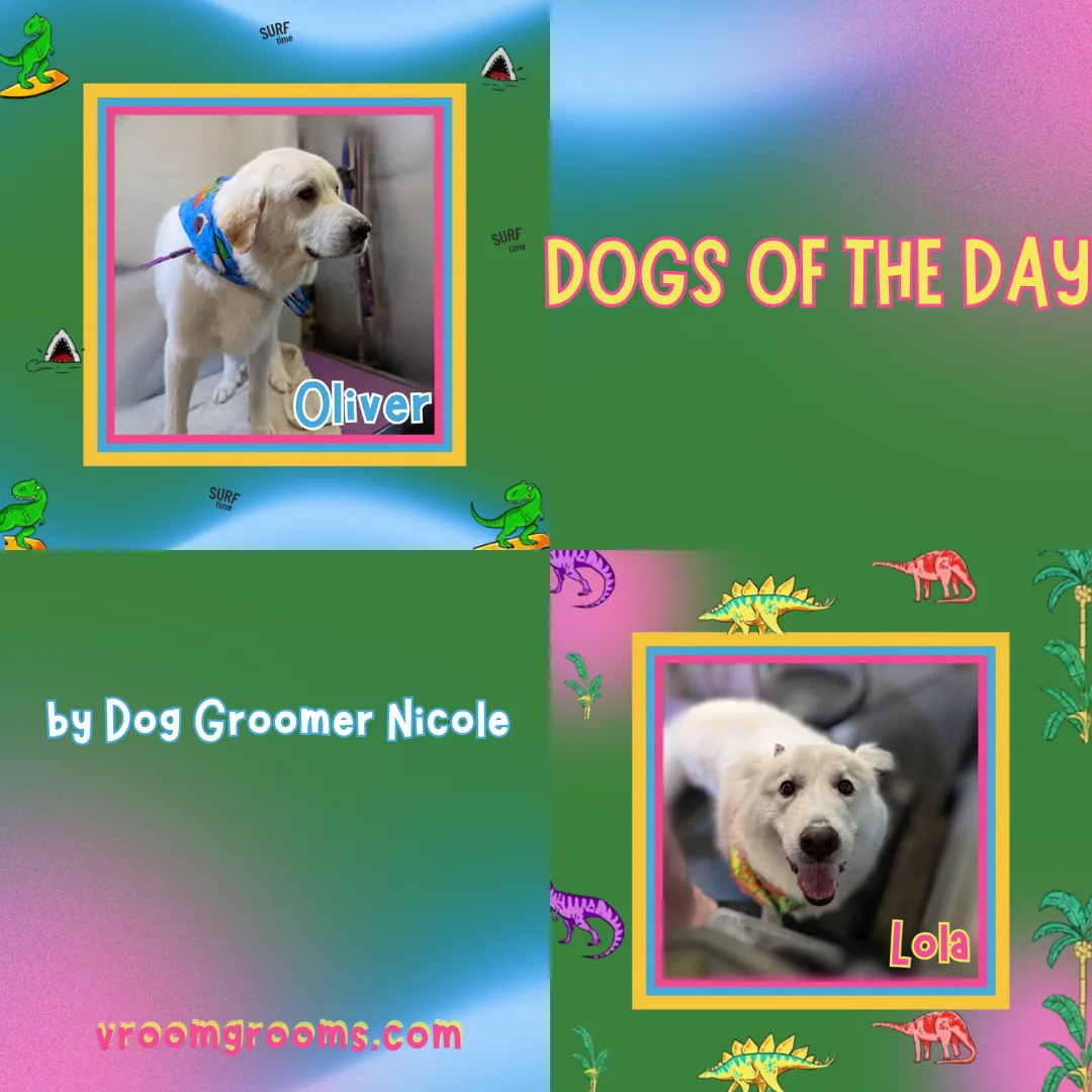 Vroom Grooms Dogs of the Day: Friday, June 12th