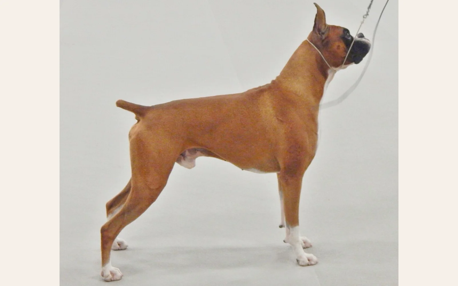 The Boxer Files: Short Coat, Big Personality, Real Grooming Needs