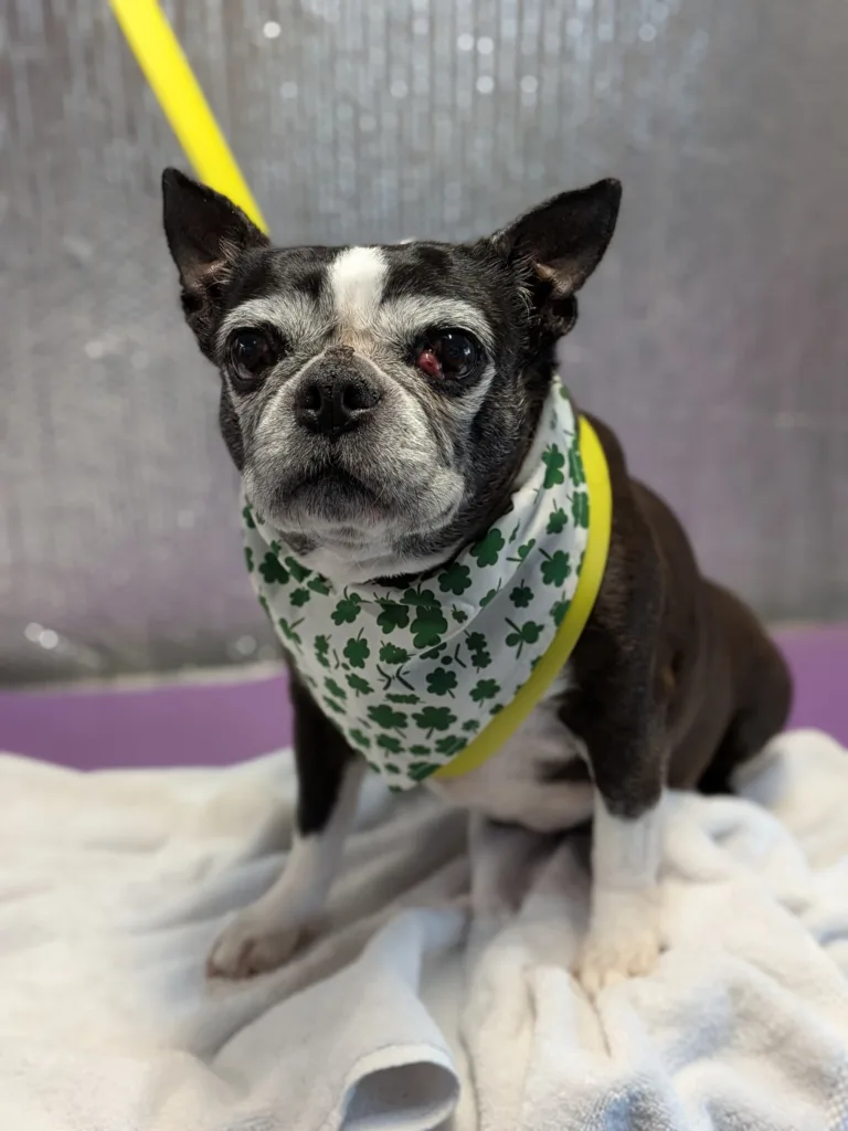 Senior Boston Terrier named Charlie wearing a green shamrock bandana with yellow trim, sitting on a white blanket for a St. Patrick's Day portrait. The dog has classic black and white tuxedo markings, large round eyes, and graying around the muzzle indicating senior age.