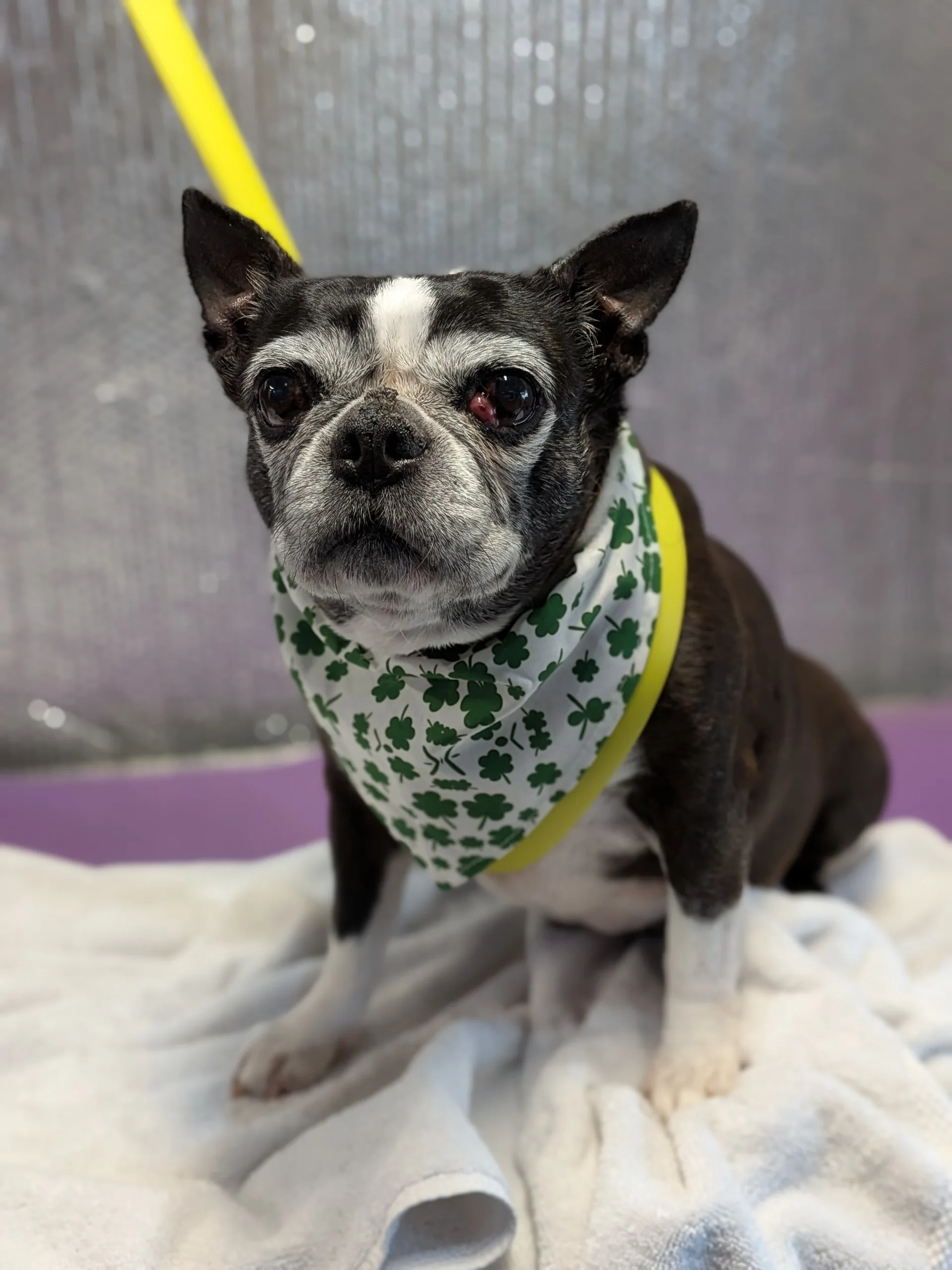 Charlie the Boston Terrier: A Breed Guide for the Squishy-Faced Gentleman in Your Life