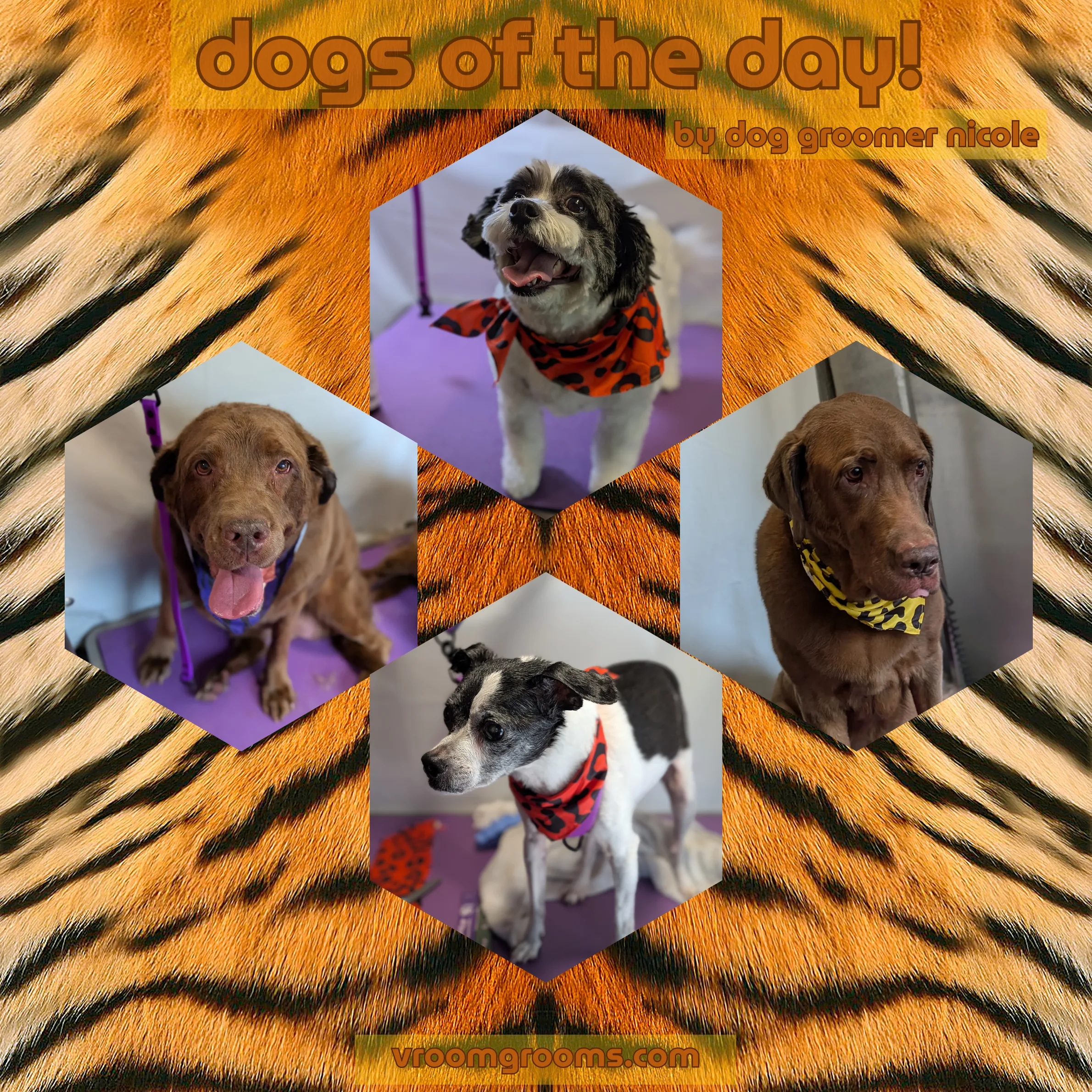 Behind the Scenes: A Thursday Full of Sweethearts, Spunk, and Extra TLC! 🐾