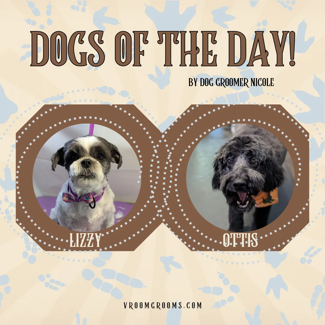 🐾 Dogs of the Day: Fresh Starts & Sweet Old Men 🐾