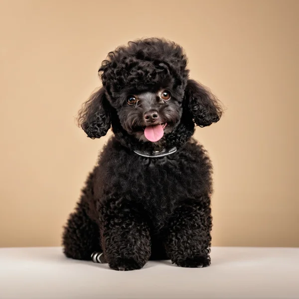 Black Toy Poodle studio portrait with dense curly coat and classic poodle grooming