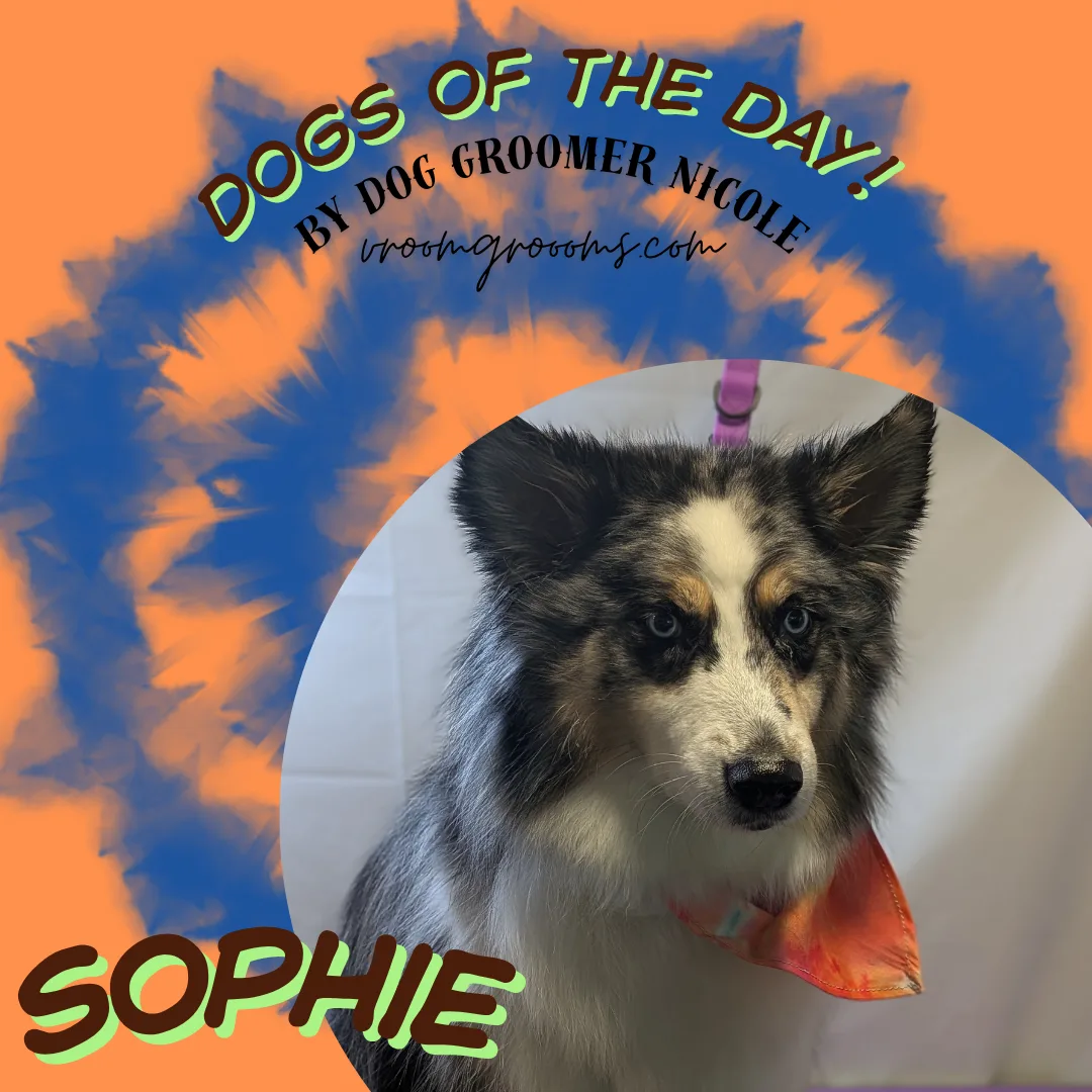Meet Sophie: A Blue-Eyed Australian Shepherd With Opinions and Smarts