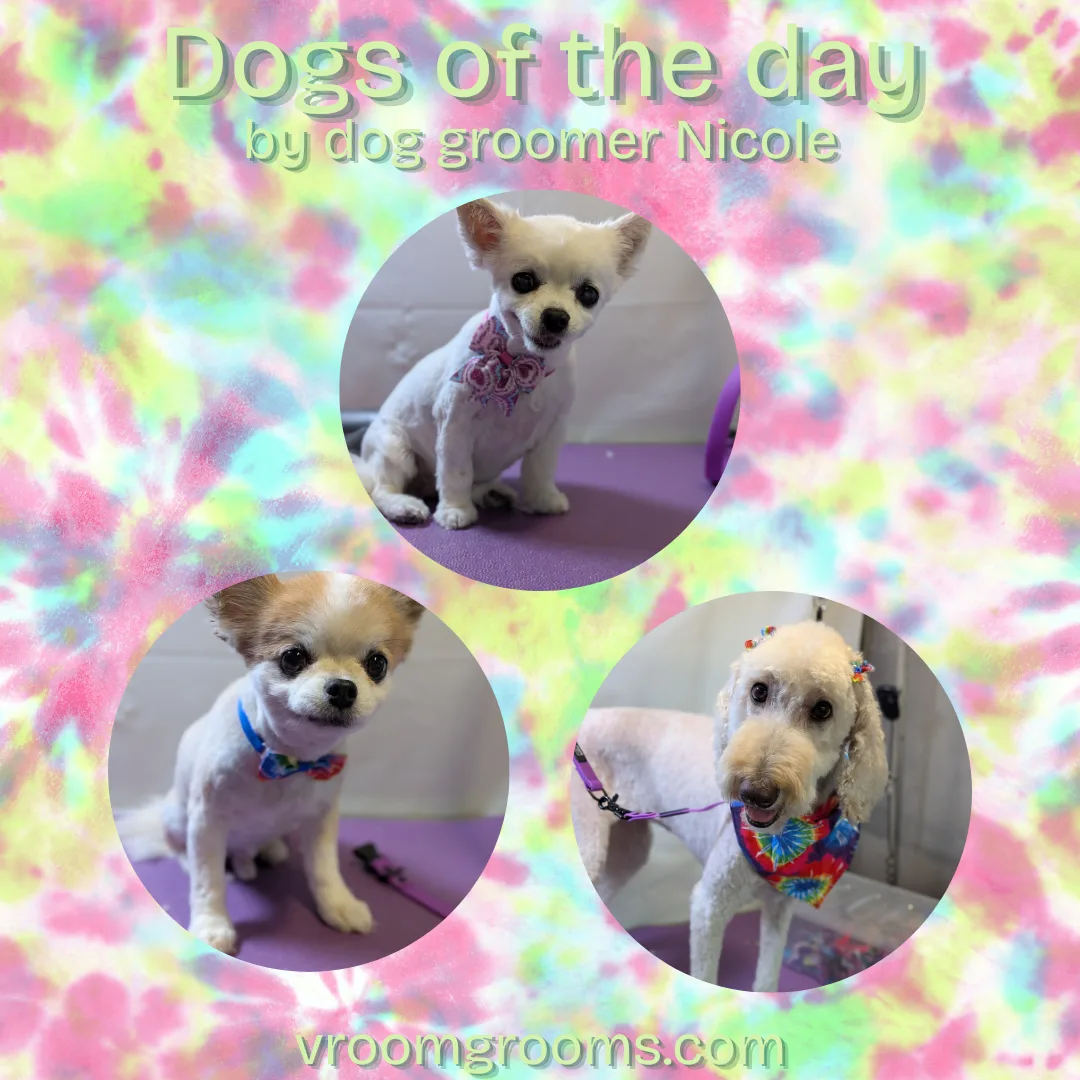 πΎ Dogs of the Day: Thursday, July 23rd