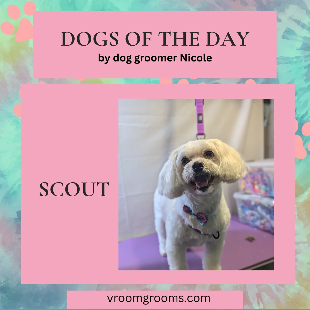 Meet Scout: A Handsome Bichon Frise Mix Who Is Too Smart for His Own Good