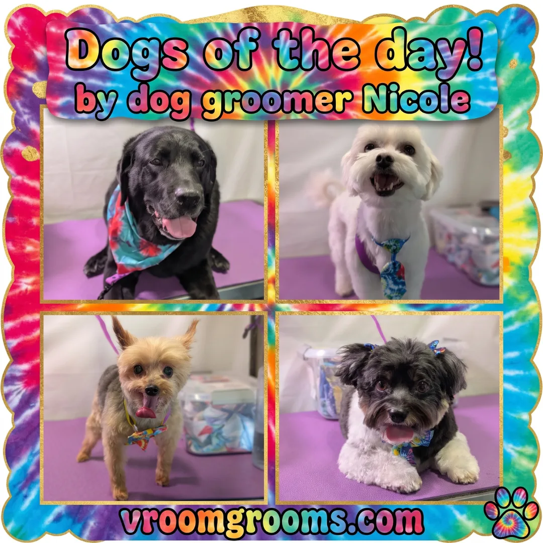 Dogs of the Day! Wednesday, August 19th