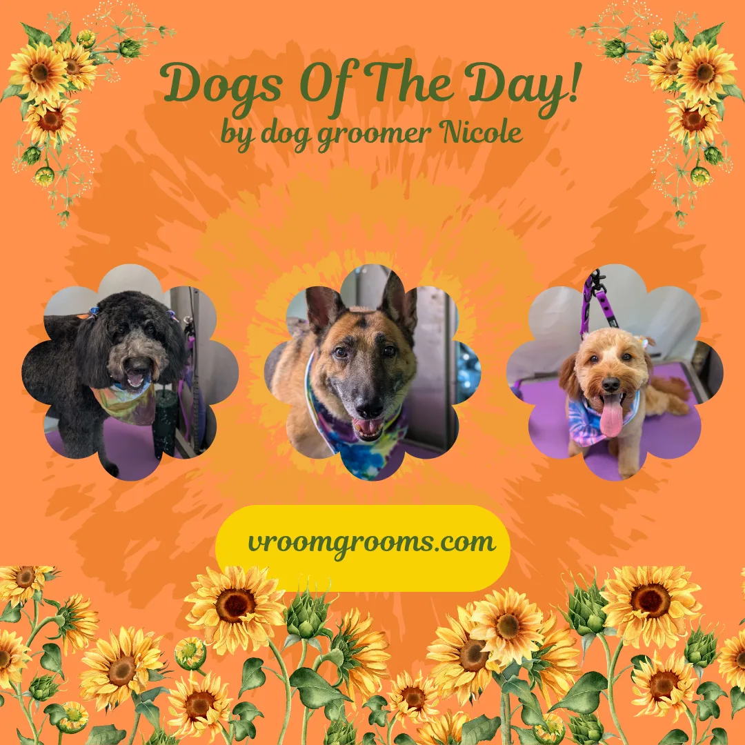 Dogs of the Day: Tuesday, August 18th