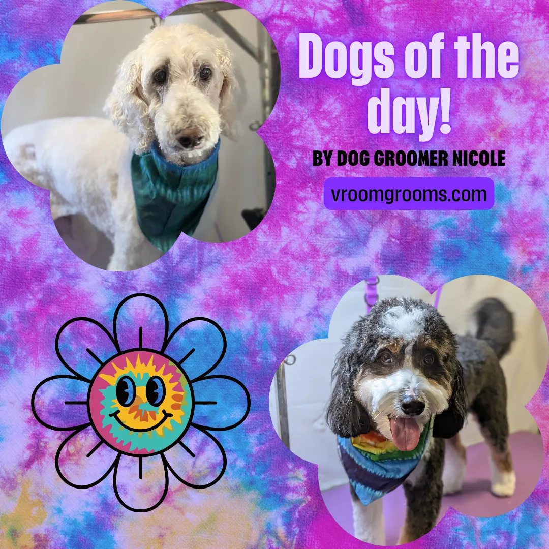 🐾 Dogs of the Day: Tuesday, August 4th 🐾