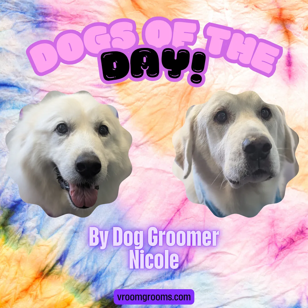 🐾 Dogs of the Day: Friday, August 7th – A Great Pyrenees Duo!