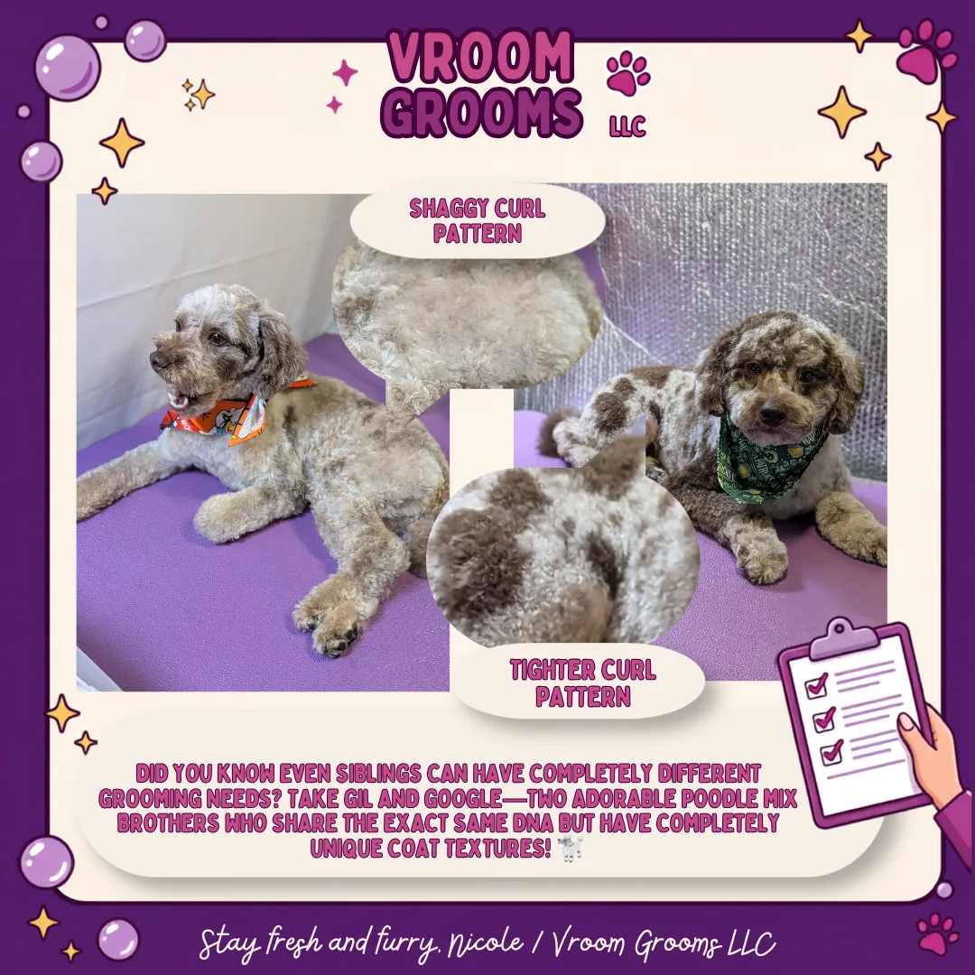 Gil and Google, two merle Poodle mix brothers, side by side in the Vroom Grooms van, with their curl patterns labeled: a shaggy curl pattern and a tighter curl pattern