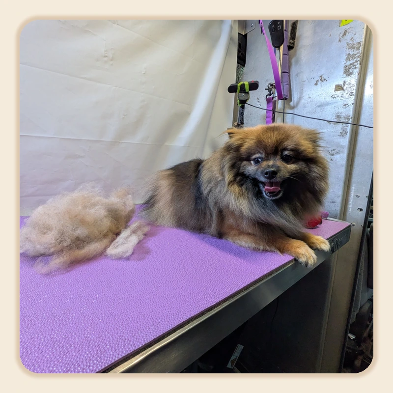 Bear the Pomeranian lying on the purple grooming table next to a pile of shed fur, inside the Vroom Grooms mobile grooming van.