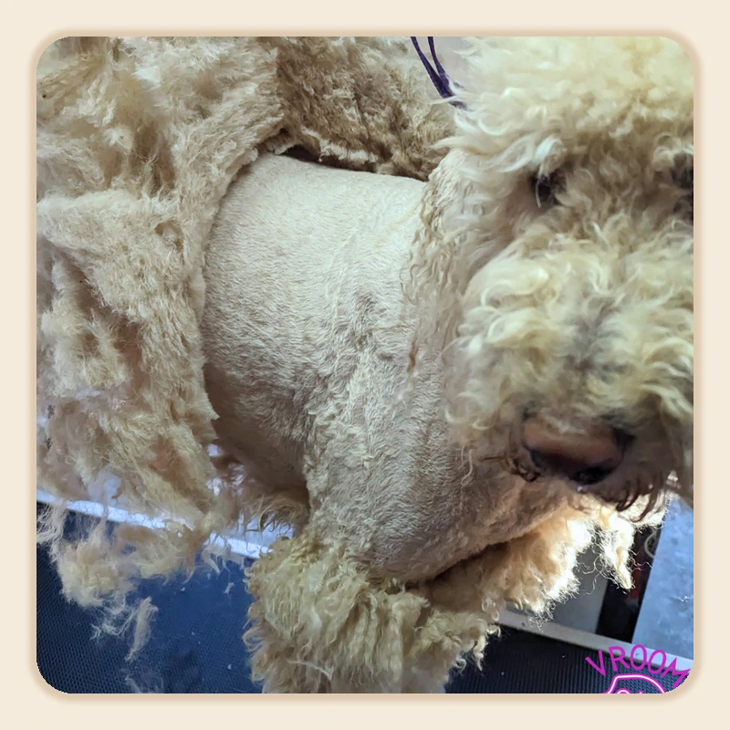 Close-up of a dog with severely matted cream-colored fur being shaved down by Nicole at Vroom Grooms.