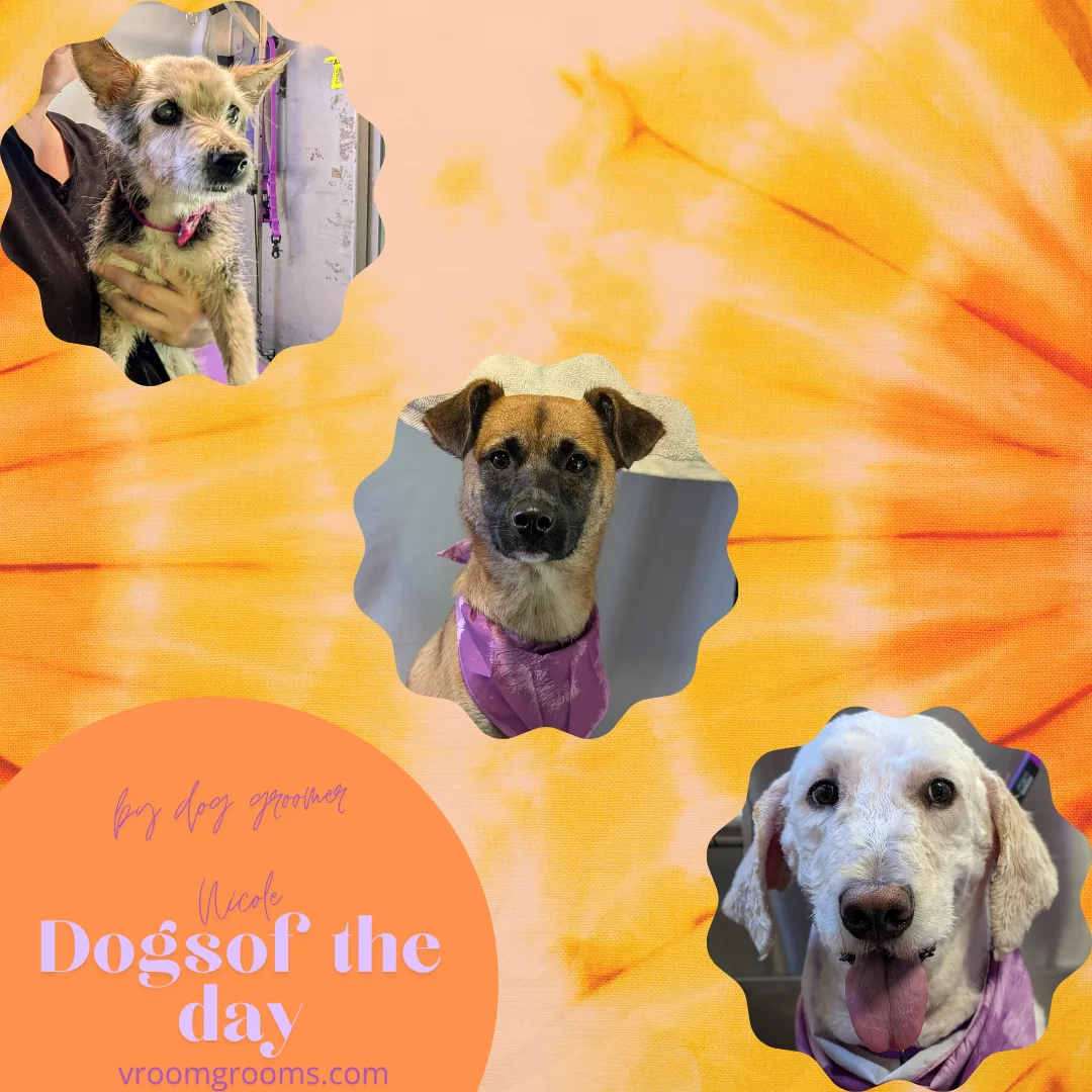 Dogs of the Day: Wednesday, August 5th