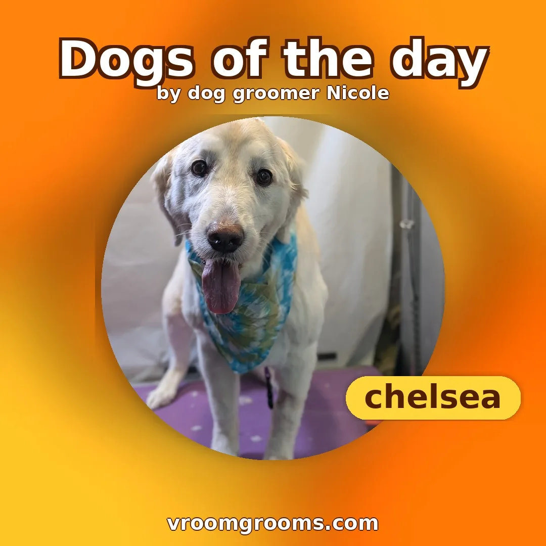 Dogs of the day tie-dye single-dog design featuring Chelsea, on an orange and yellow tie-dye background, by dog groomer Nicole. Vroom Grooms LLC, vroomgrooms.com.