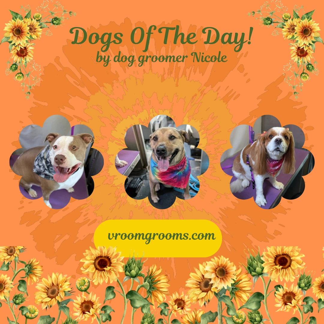 Dogs of the Day: Monday, August 31st