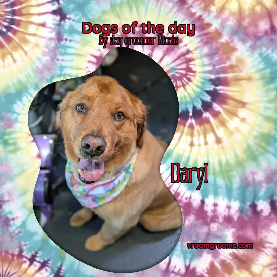 Dogs of the Day: Friday, August 28th