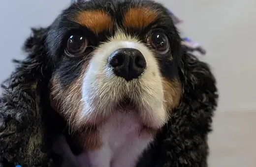 Meet Eevee: A Cavalier King Charles Spaniel With Stunning Eyes and Endless Energy