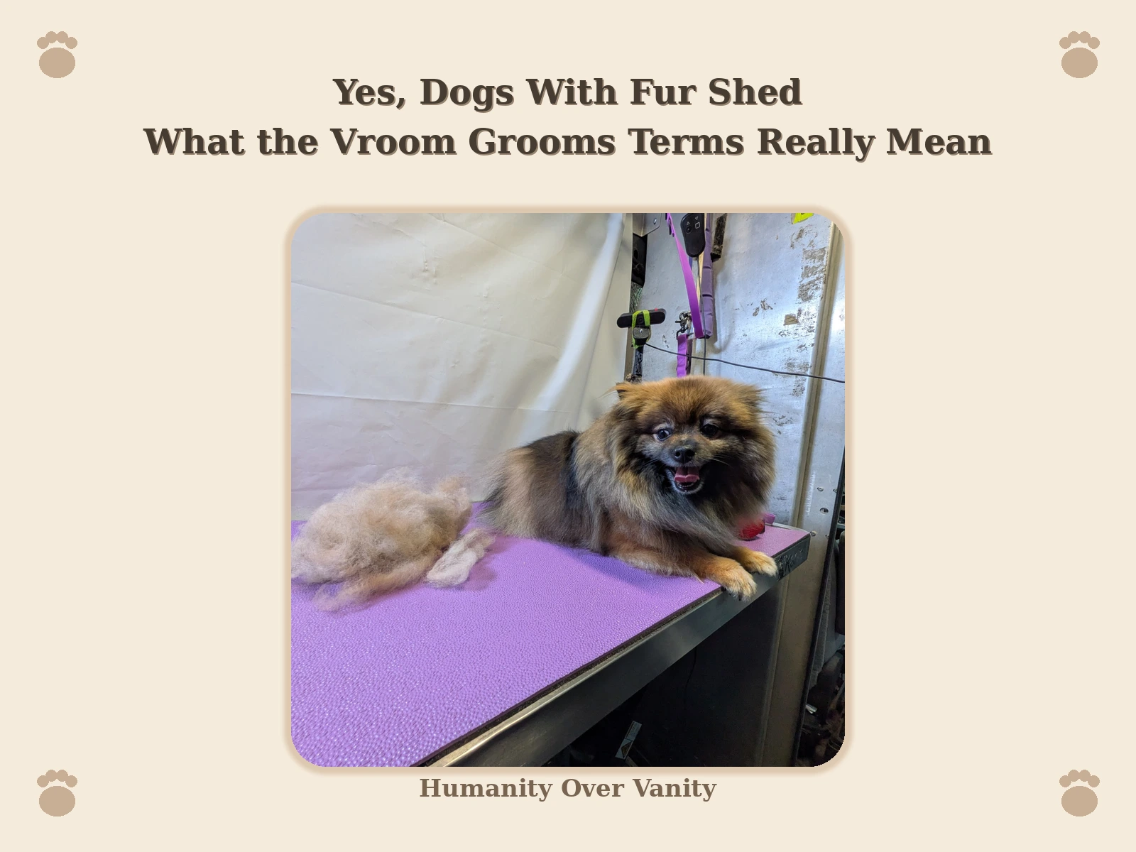 Yes, Dogs With Fur Shed: What the Vroom Grooms Terms Really Mean