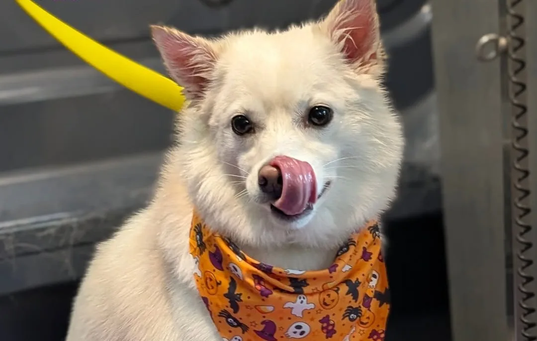Meet Finn: A Fluffy American Eskimo Dog With a Lot of Hair and a Lot of Heart