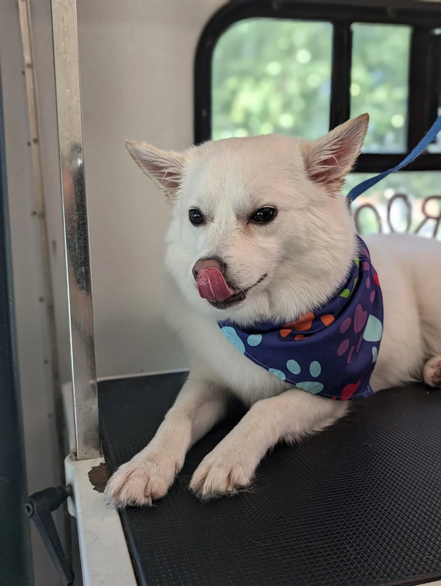 Finn the white American Eskimo Dog lying on the Vroom Grooms grooming table with one paw hanging off the edge wearing a polka dot bandana
