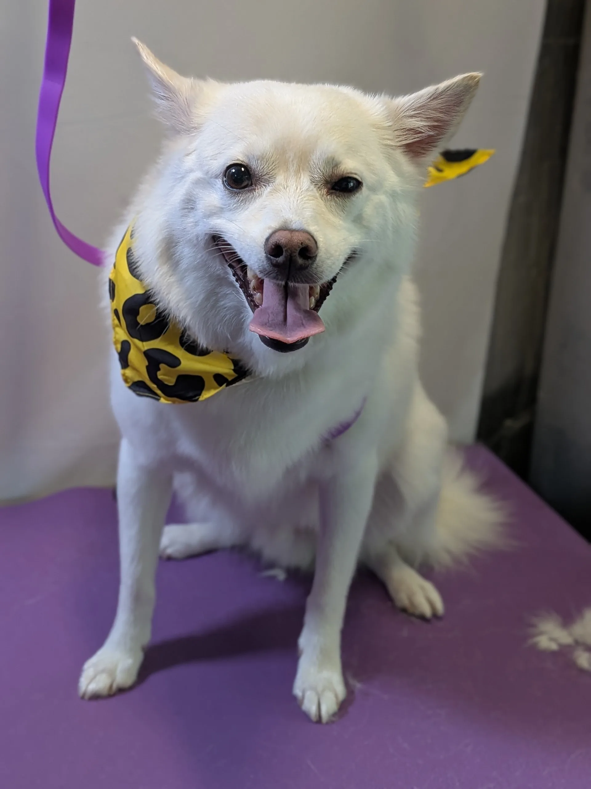 Finn the white American Eskimo Dog sitting on a purple grooming mat with his tongue out wearing a yellow bandana with black paw prints