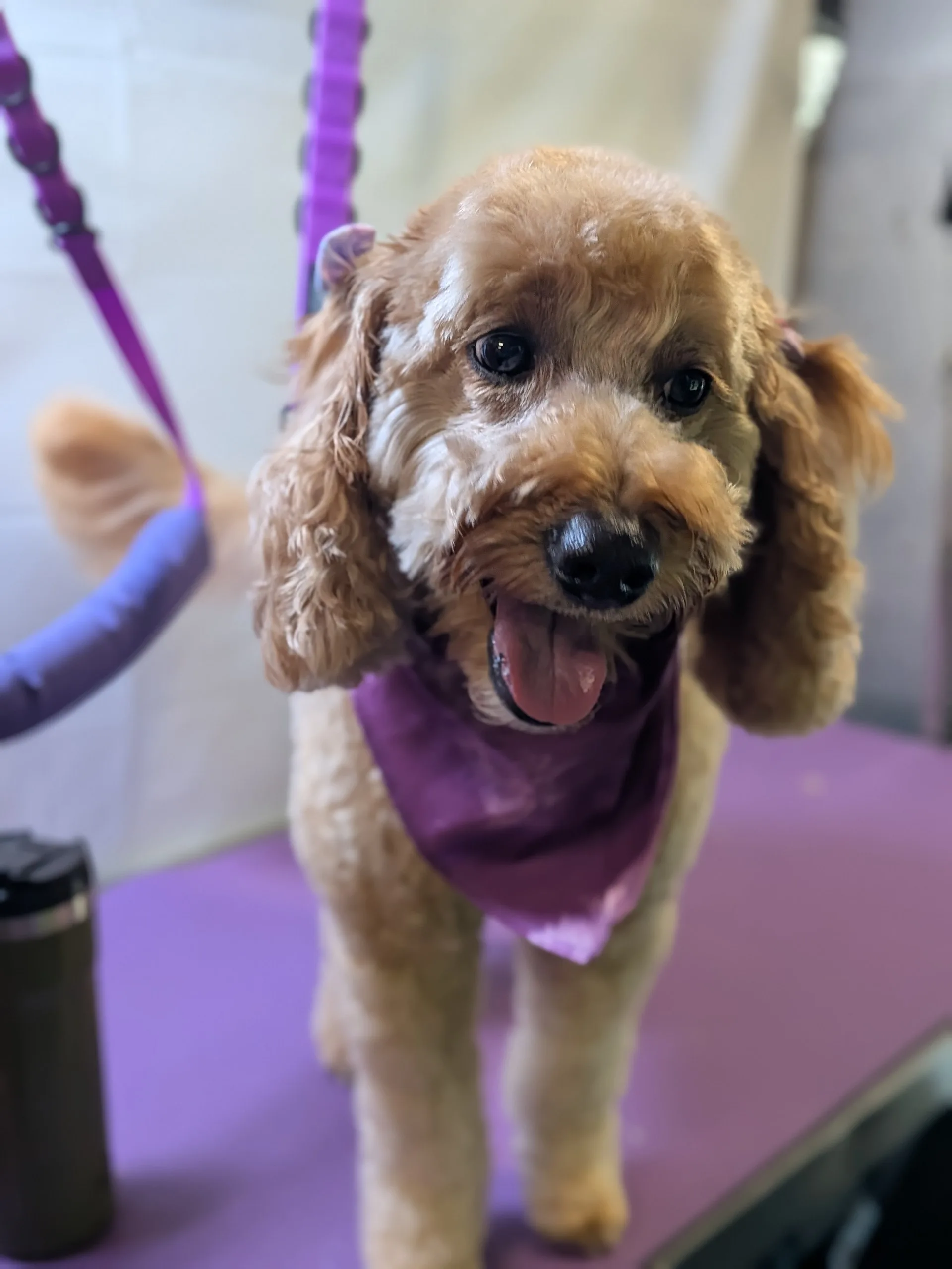 Meet Bella: A Mini Doodle Who Is Still Figuring Out the Spa Day Thing