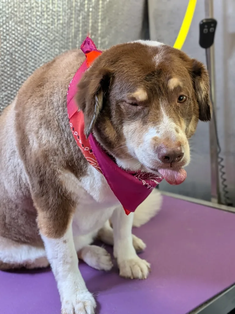 Anoush the Australian Shepherd with red merle face sitting on purple grooming mat wearing a pink and orange bandana