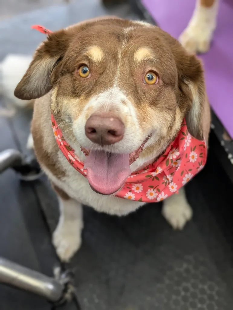 Anoush the Australian Shepherd with red merle face closeup wearing a pink floral bandana with tongue out