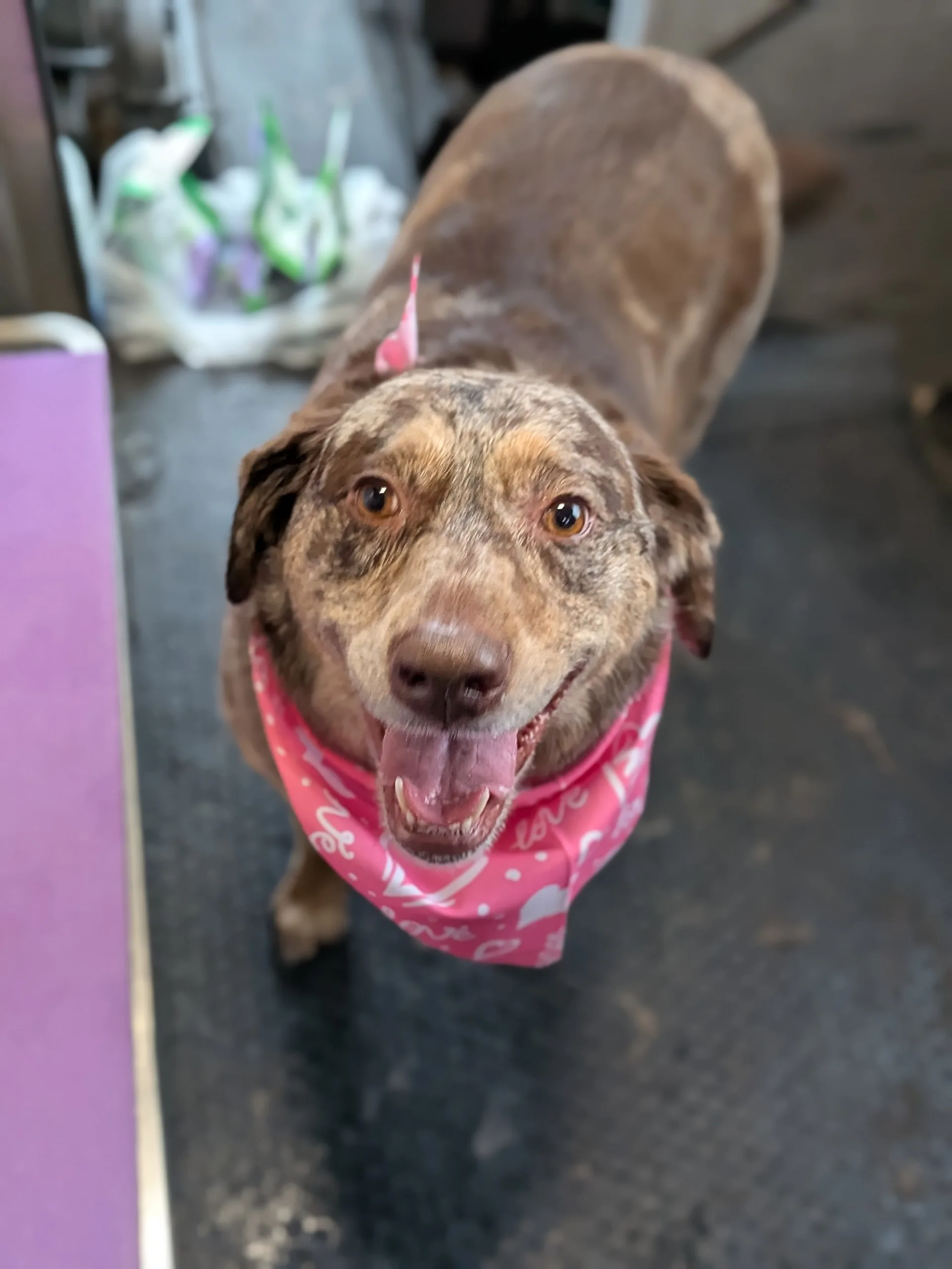Callie the marbled brown Australian Shepherd Lab mix facing the camera in the van wearing a pink bandana with white hearts and love script, smiling with her tongue out